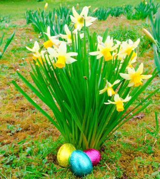 easter eggs at base of daffodil clump