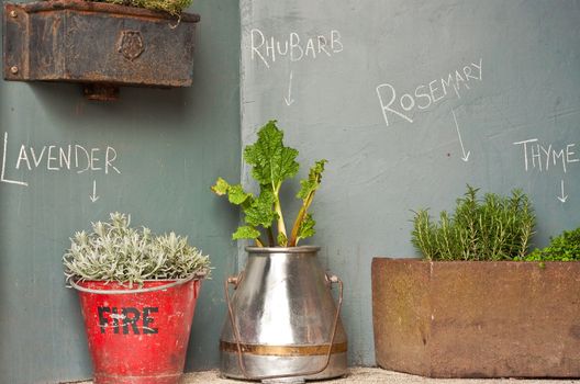 interesting display of herbs
