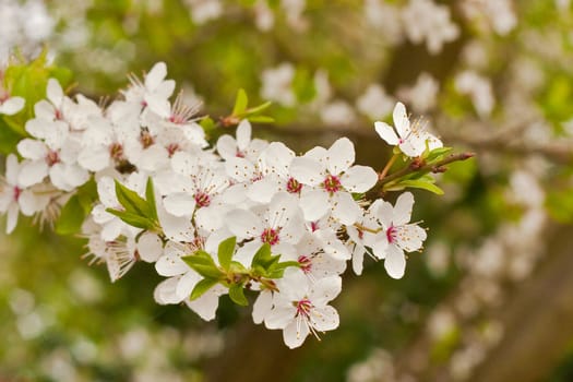 spring blossom