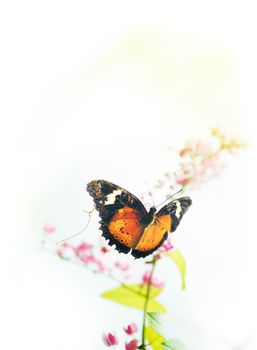 Butterfly on flower with copy space on top.