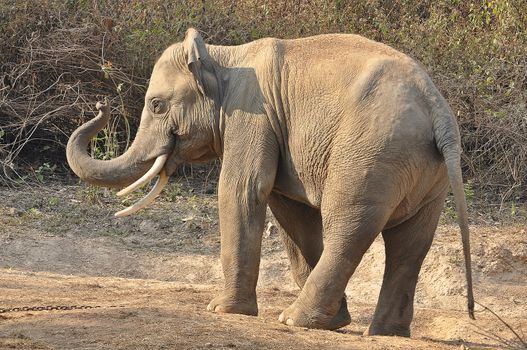 Elephants are the largest living land animals on Earth today.