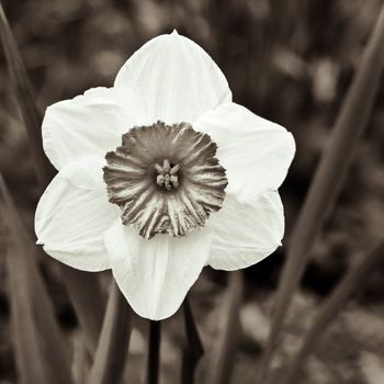 close up of daffodil