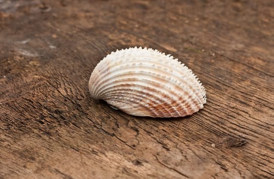 Beautiful shell on wooden background