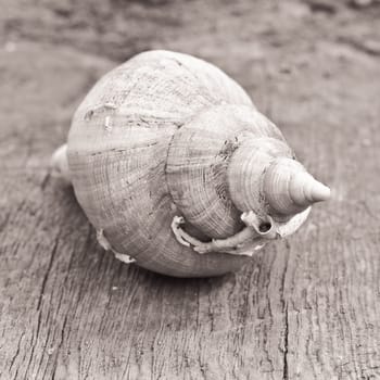monochrome image of a conch shell