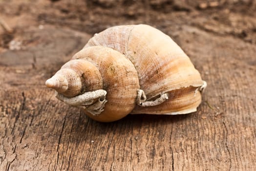 Beautiful shell on wooden background
