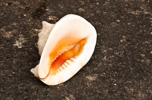 Beautiful shell on stone background
