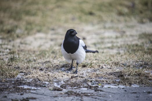 european magpie, sitting on a lawn in fredriksten fortress in halden, the picture is shot one day in february 2013