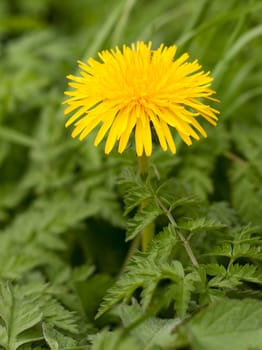 close up of dandelion