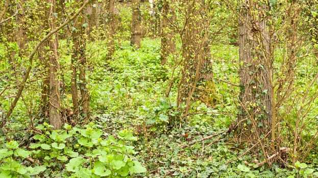 Vibrant spring woodland