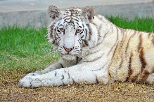 To date, the only known white tigers have been from the Bengal tiger subspecies.