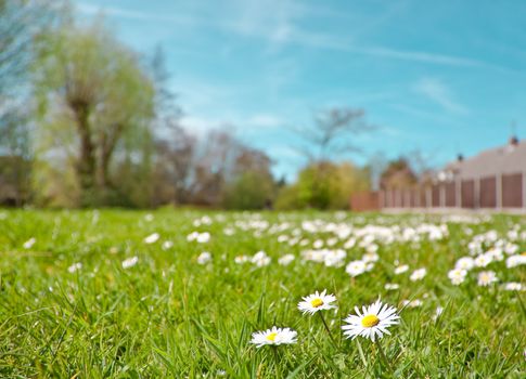 field of spring daisies