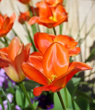 Vibrant orange tulips in bloom