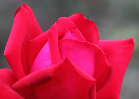 close up of red rose