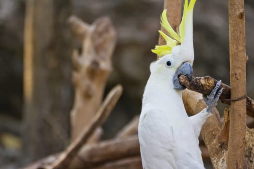 Cockatoo