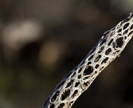 Selective focus on dried skeleton of cactus stem