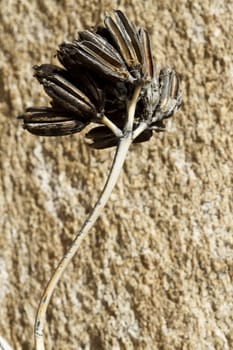 Single stem and its dried yucca seed pods placed against rough rock in Dragoon Mountains, Arizona; copy space available;