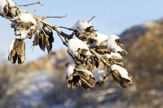 Snow on yucca seed pods in Dragoon Mountains, south of Tucson, after winter snowfall in the desert on February 20, 2013; selective focus with copy space available;