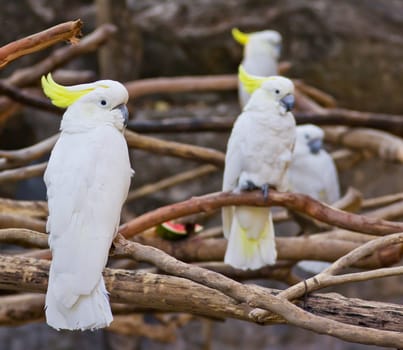 Cockatoo