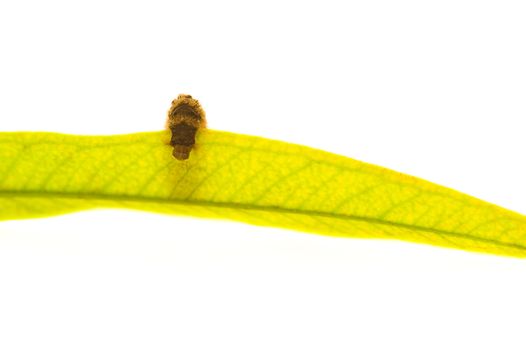 barbed worm on the green leaf