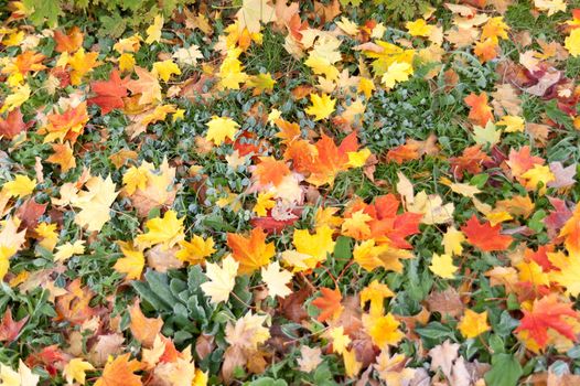 Dried leaves in fall