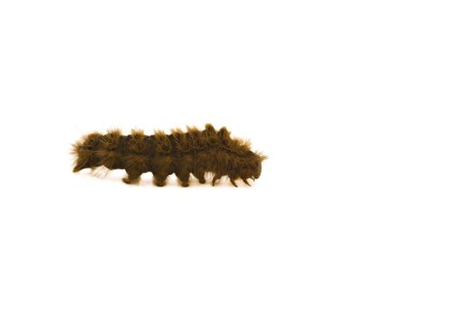 Isolated barbed caterpillar on white