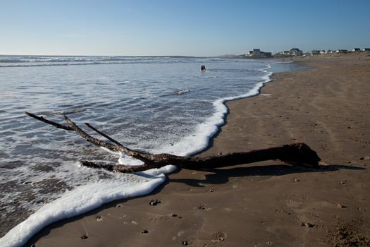 A view of Rhosneigr beach with a tree branch on the sand and water lapping leads to dogs in the sea and the village in the distance, Wales coast path, Anglesey, Wales, UK.