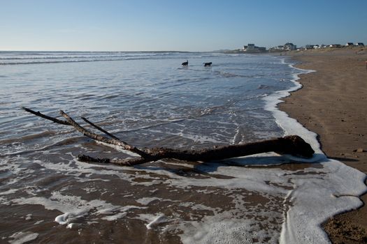 A view of Rhosneigr beach with a tree branch on the sand and water lapping leads to dogs in the sea and the village in the distance, Wales coast path, Anglesey, Wales, UK.