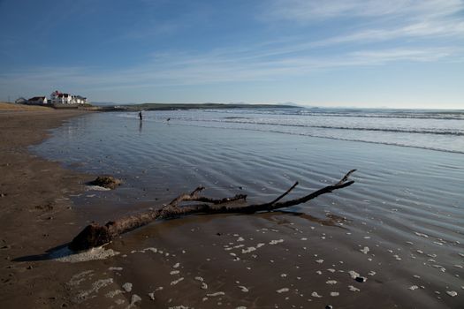 A view of Rhosneigr beach with a tree branch on the sand leads to a person and dog in the sea and the village in the distance, Wales coast path, Anglesey, Wales, UK.