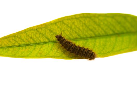 barbed worm on the green leaf