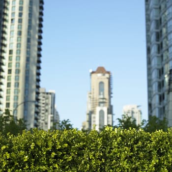 Green bush and city view