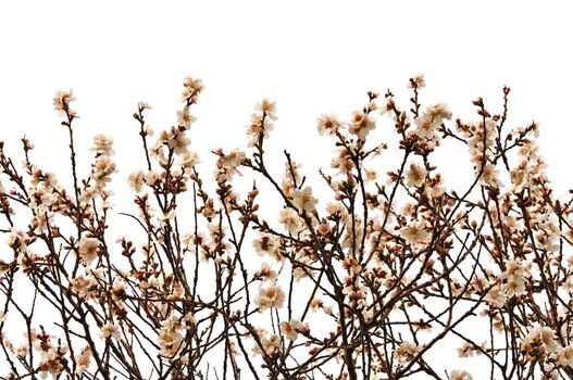 Almond tree branches with flowers on white background. Spring season abstract.