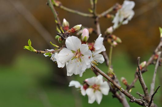 Blooming almond tree with buds and blooming flowers. Spring abstract background.