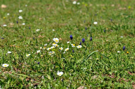 Wild flowers and blooming daisies among green grass. Spring background.