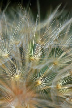 Dandelion plant detail abstract background. Selective focus.