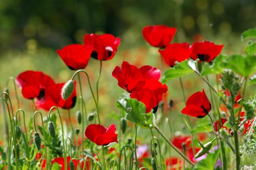 Poppy flowers in green field. Spring season abstract background.