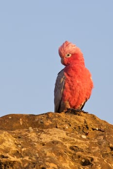 A Galah (a type of cockatoo) warming itself at dawn, The Pinnacles, Nambung National Park, Western Australia.