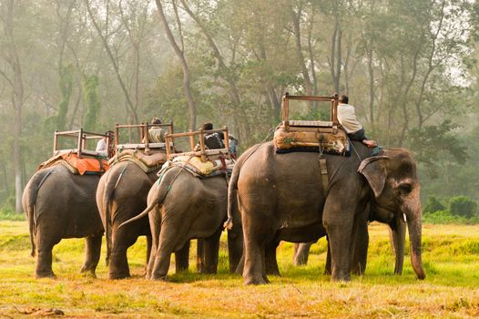 Elephant safari in the jungle