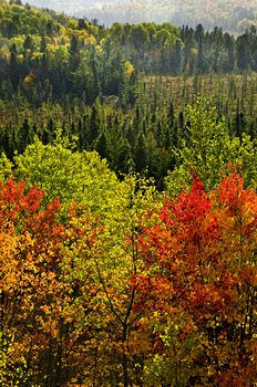 High view of fall forest with colorful trees in rain storm