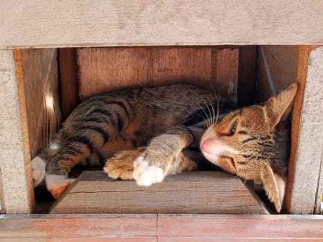 Cat sleeping in a brown wooden box.