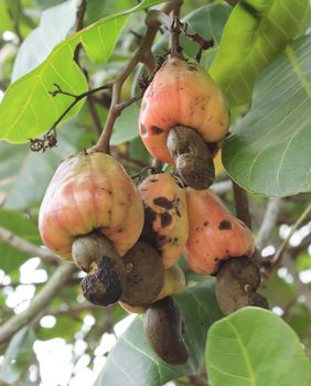 Cashew fruit (Anacardium occidentale Linn.)
