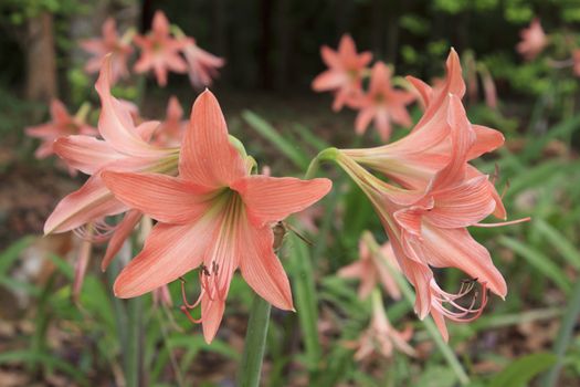 Hippeastrum or Amaryllis flowers