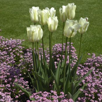 white tulips and small pink flowers