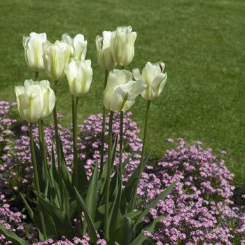 white tulips and small pink flowers