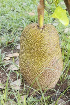 Fresh jackfruit (Artocarpus heterophyllus or A. heterophylla) on ground