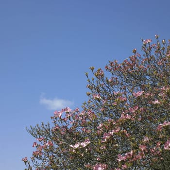 Pink flower tree and blue sky