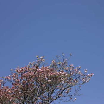 Pink flower tree and blue sky