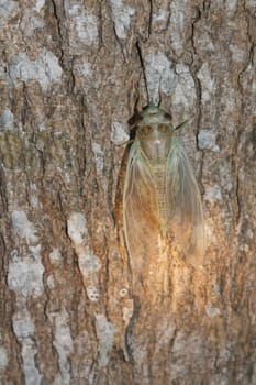 New cicada shedding it's skin on tree