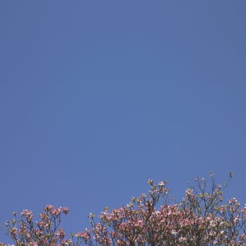 Pink flower tree and blue sky