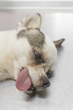 Closeup face of chihuahua lose consciousness wait for regain after Surgery tumor from breast in the operating room