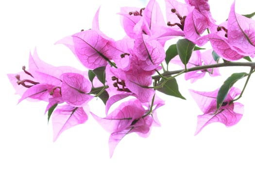 Bougainvillea, Paper flower (Bougainvillea hybrida)